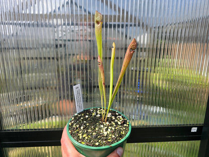 Sarracenia (oreophila 005MK x 'Moorei' cv. 'Wilkerson White Knight') x 'Lamsatyricon' - American Pitcher Plant