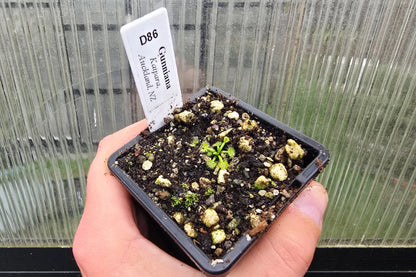 Drosera gunniana (Kaipara, Auckland, NZ) - Tuberous Sundew