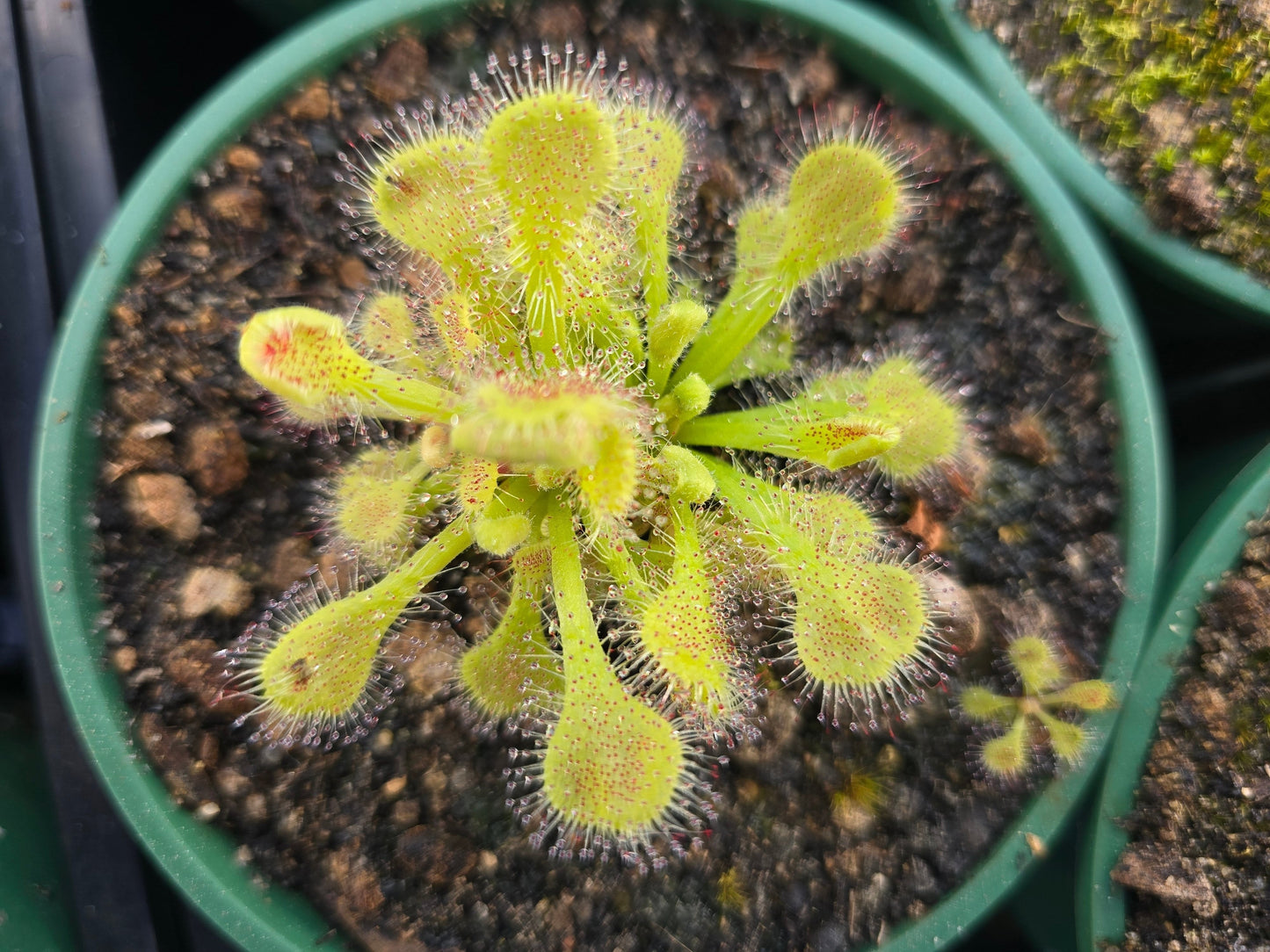 Drosera collinsiae - Collin's Sundew