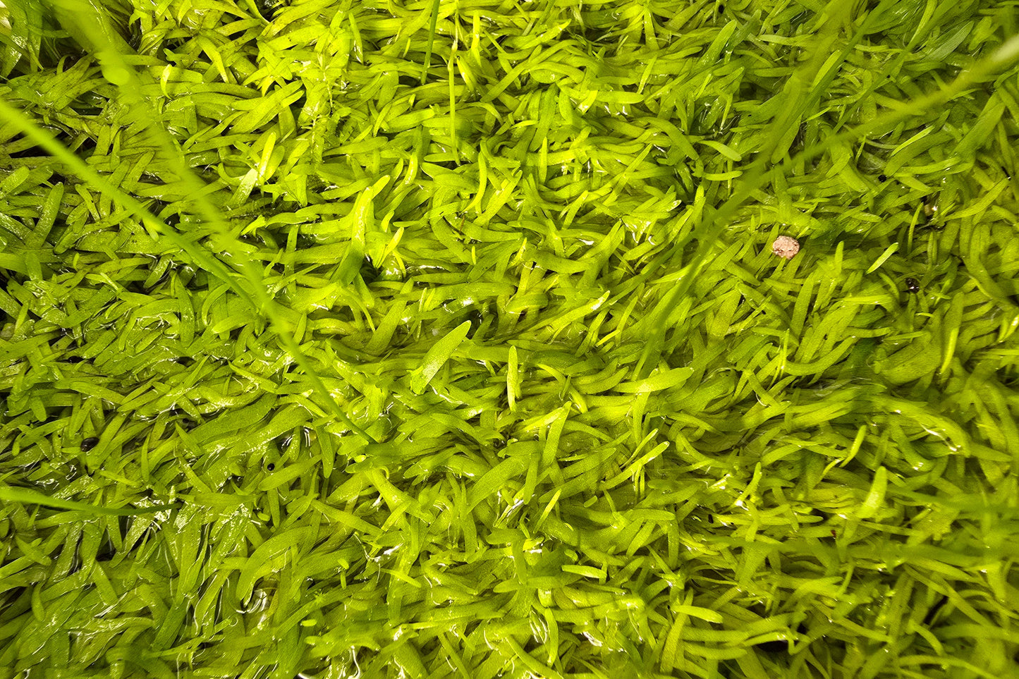 Utricularia graminifolia - Grass-Leaved Tropical Bladderwort