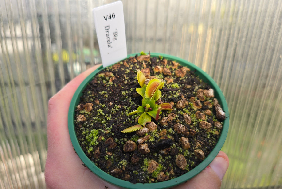 Dionaea muscipula 'Big Dracula' - Venus Fly Trap