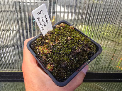 Drosera helodes - Pygmy Sundew