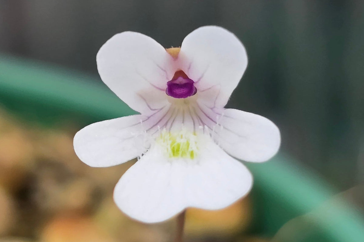 Pinguicula gracilis - Mexican Butterwort