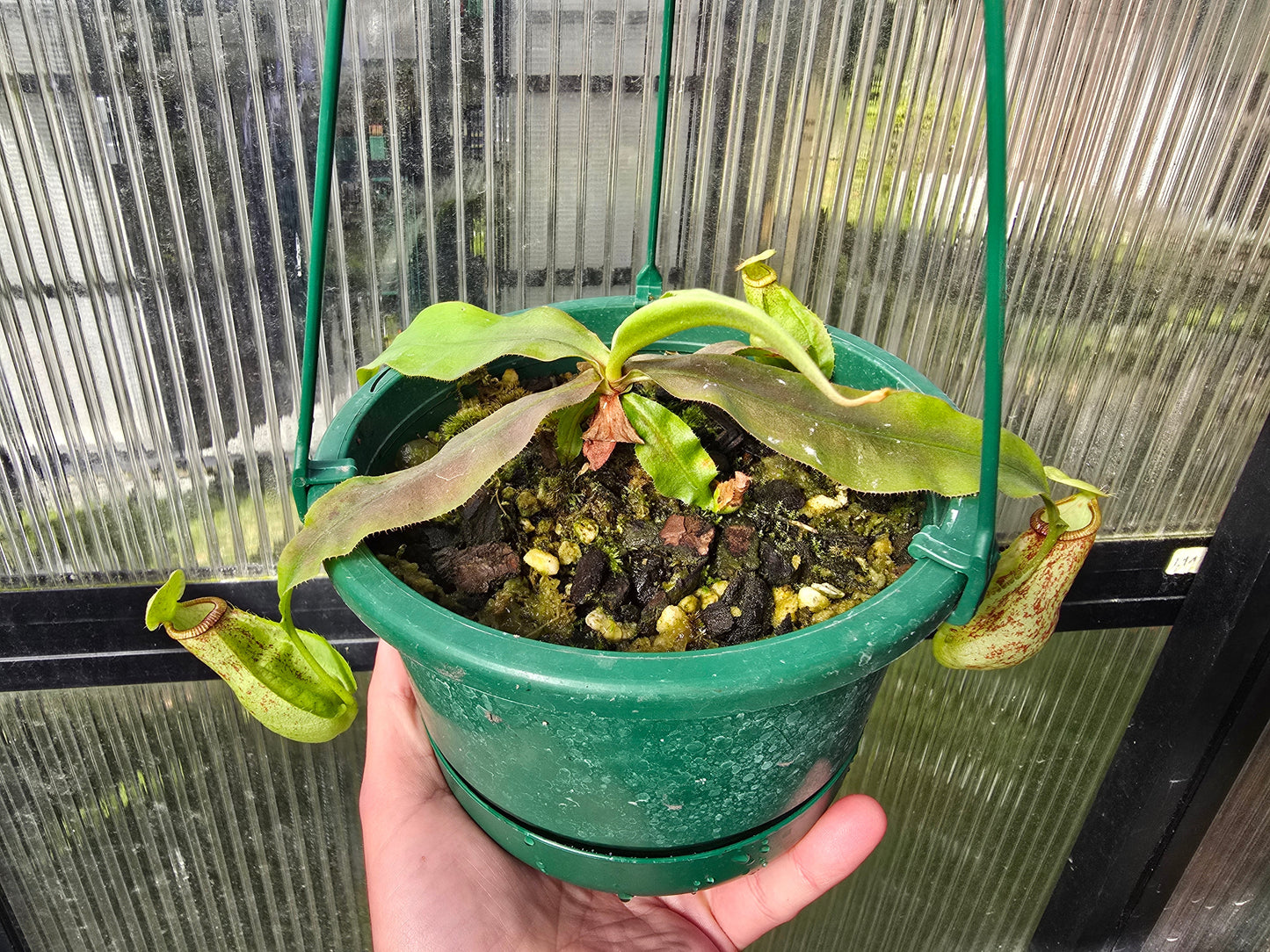 Nepenthes Lowland Assorted Hybrids - Lowland Tropical Pitcher Plant