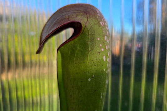 Sarracenia minor var. okefenokeensis - Hooded Pitcher Plant