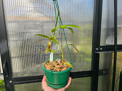 Nepenthes sanguinea 'Dark Form' - Intermediate Tropical Pitcher Plant
