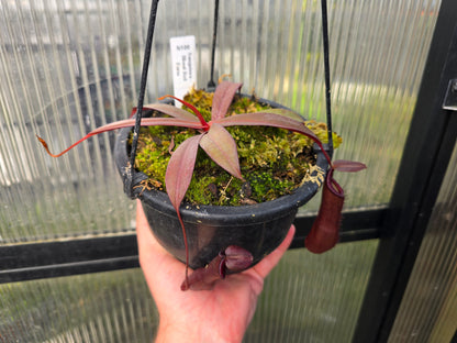 Nepenthes sanguinea 'Blood Red Form' - Intermediate Tropical Pitcher Plant