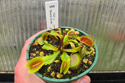 Dionaea muscipula 'Z11' x 'Shark Teeth' - Venus Fly Trap