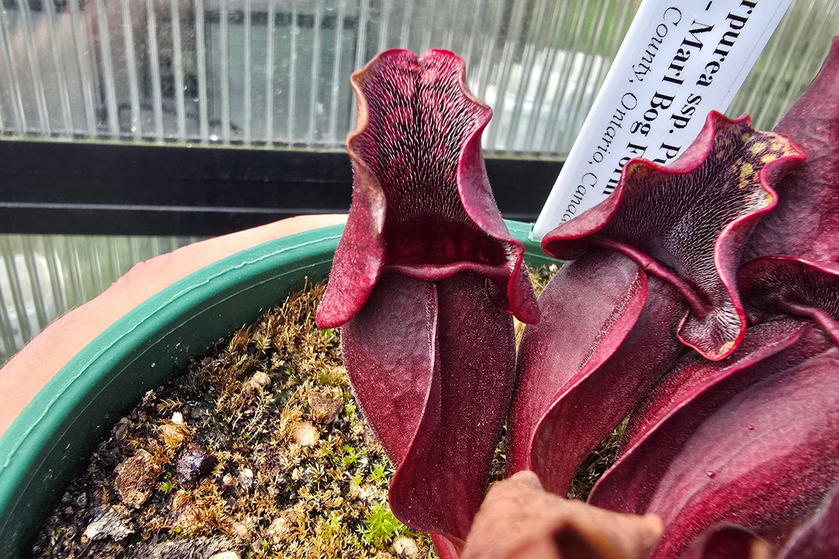 Sarracenia purpurea ssp. purpurea - Marl Bog Form (Bruce County, Ontario, Canada) - Purple Pitcher Plant