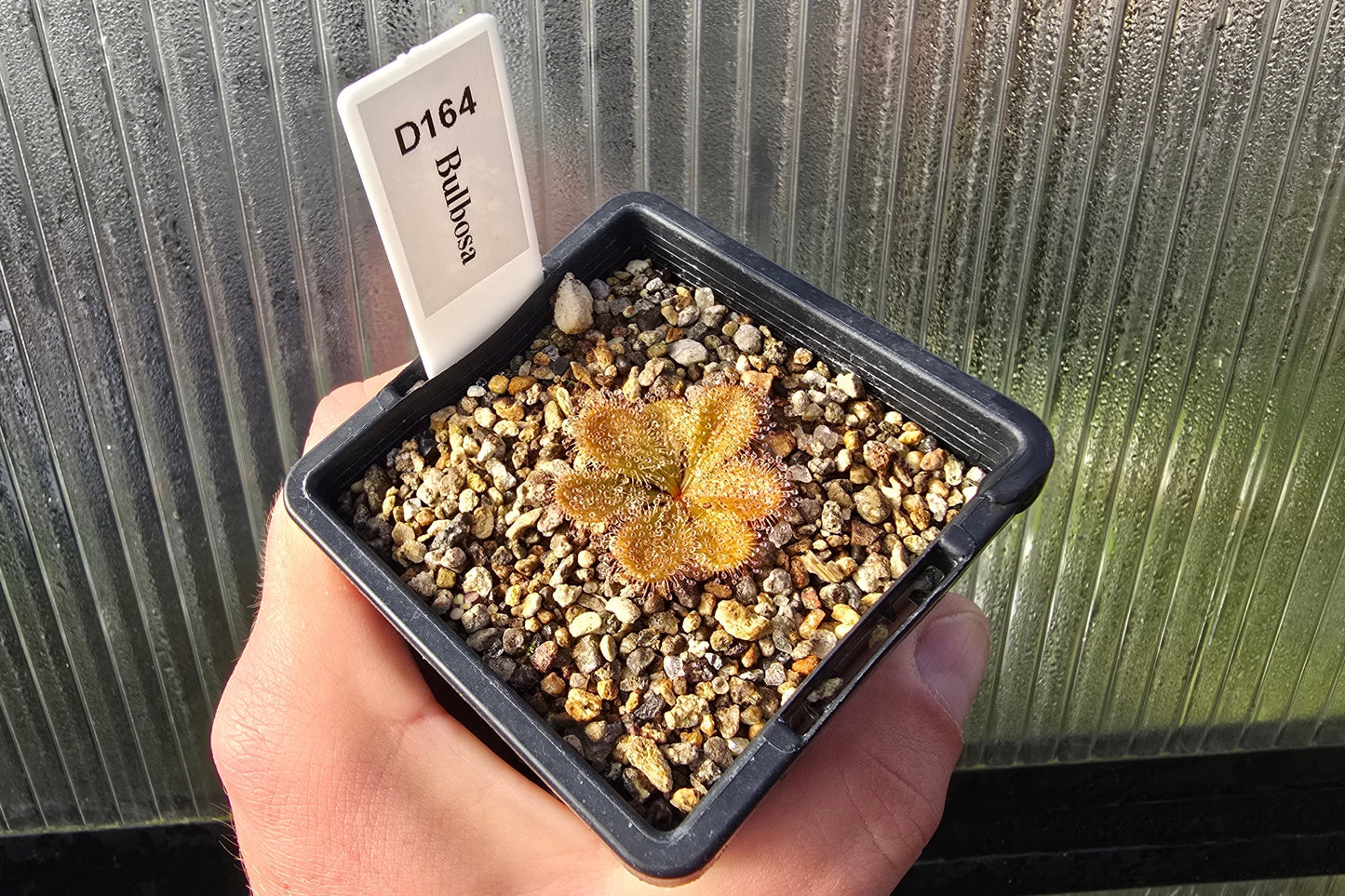 Drosera bulbosa - Tuberous Sundew