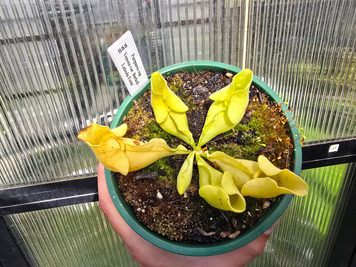 Sarracenia purpurea ssp. venosa var. burkeii - Luteola Form - American Pitcher Plant
