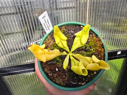 Sarracenia purpurea ssp. venosa var. burkeii - Luteola Form - American Pitcher Plant