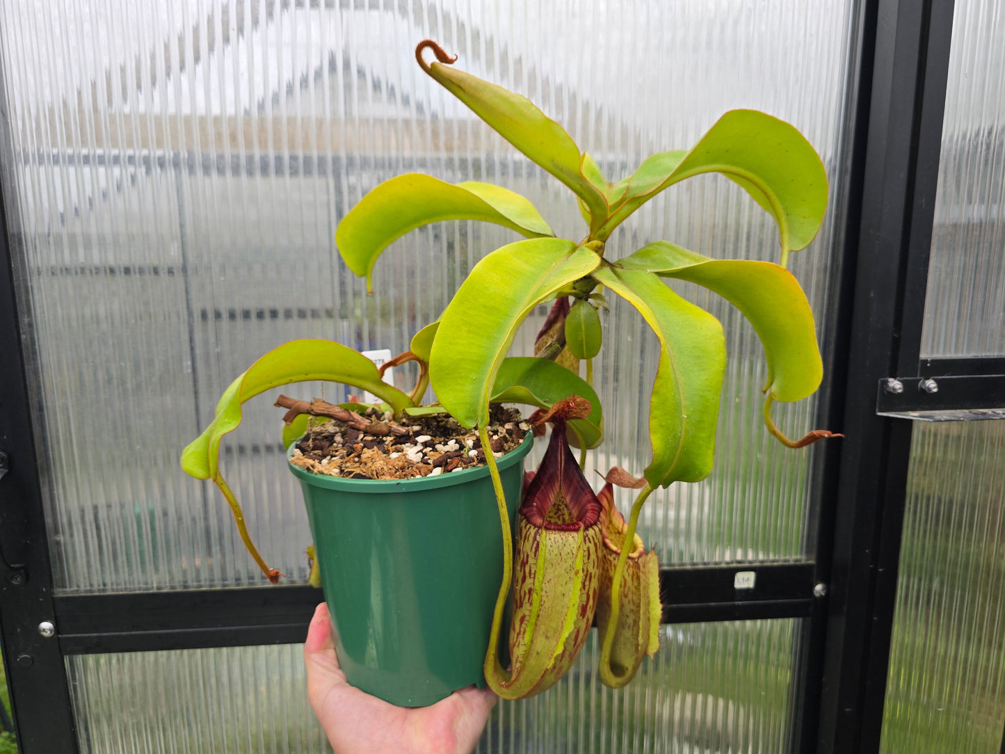 Nepenthes maxima x veitchii (Female) - Intermediate Tropical Pitcher Plant