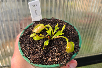 Dionaea muscipula 'Ghost' - Venus Fly Trap