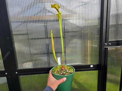 Sarracenia flava var. cuprea (Green Swamp, North Carolina, USA) - American Pitcher Plant