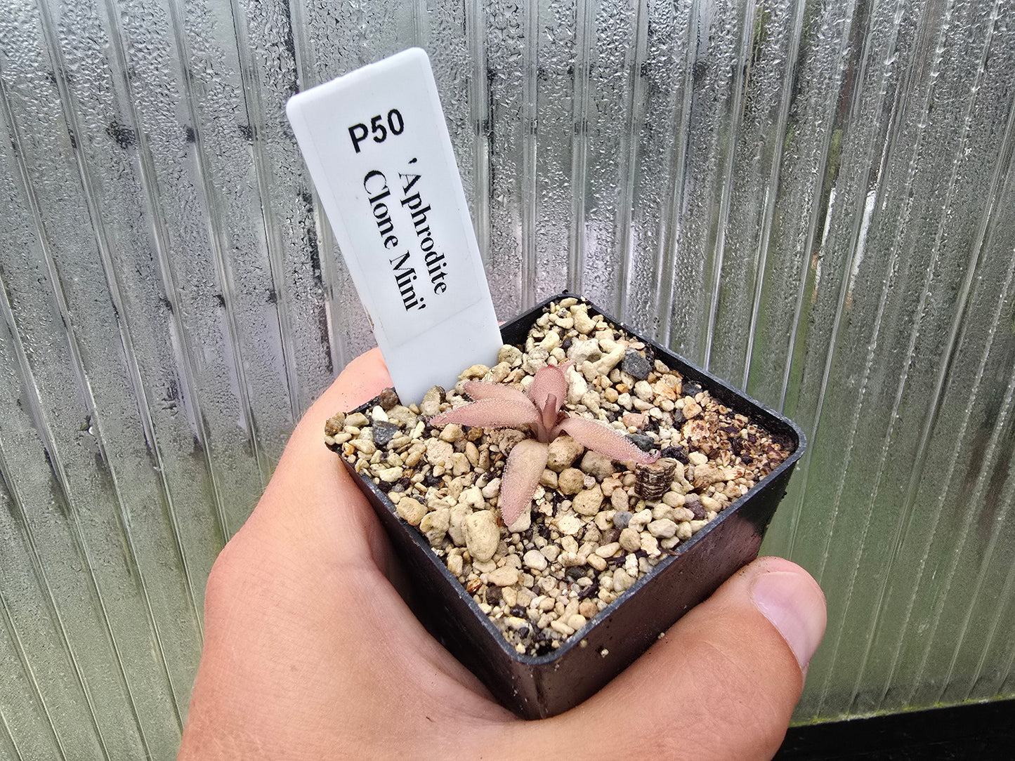 Pinguicula 'Aphrodite Clone Mini' - Mexican Butterwort