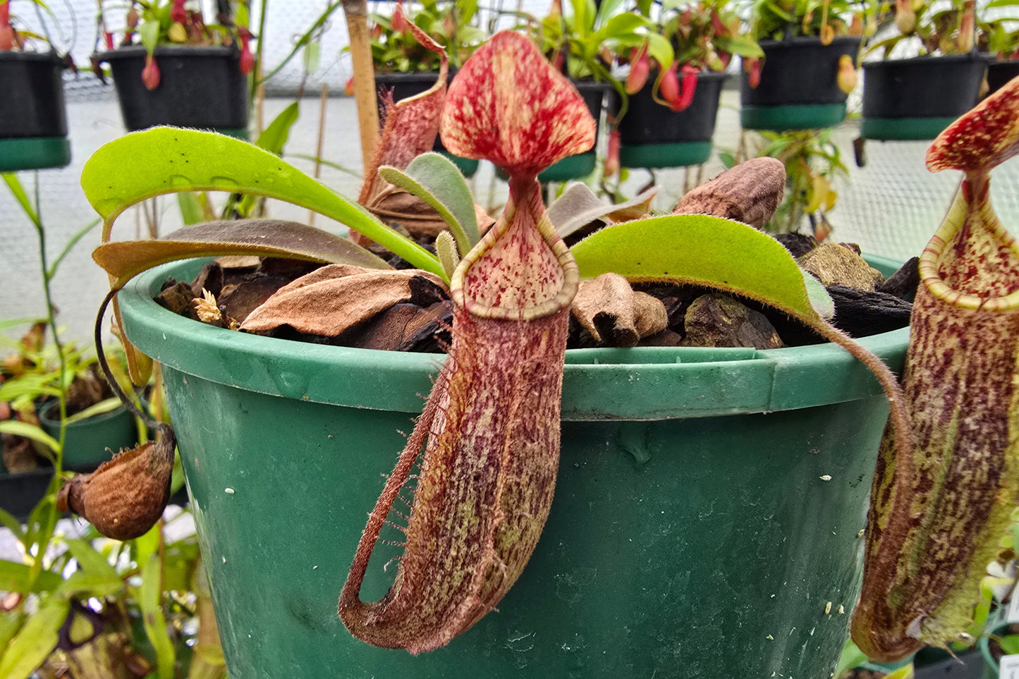 Nepenthes minima - Lowland Tropical Pitcher Plant
