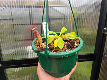 Nepenthes minima - Lowland Tropical Pitcher Plant