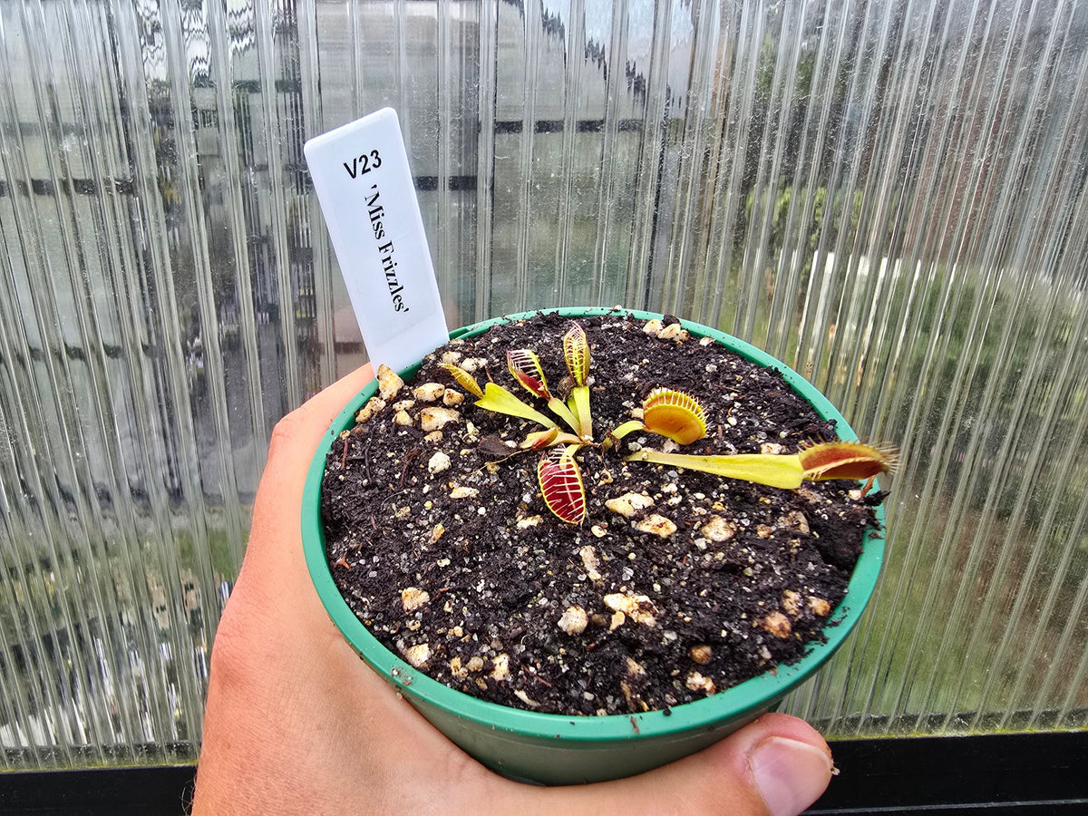 Dionaea muscipula 'Miss Frizzles' - Venus Fly Trap