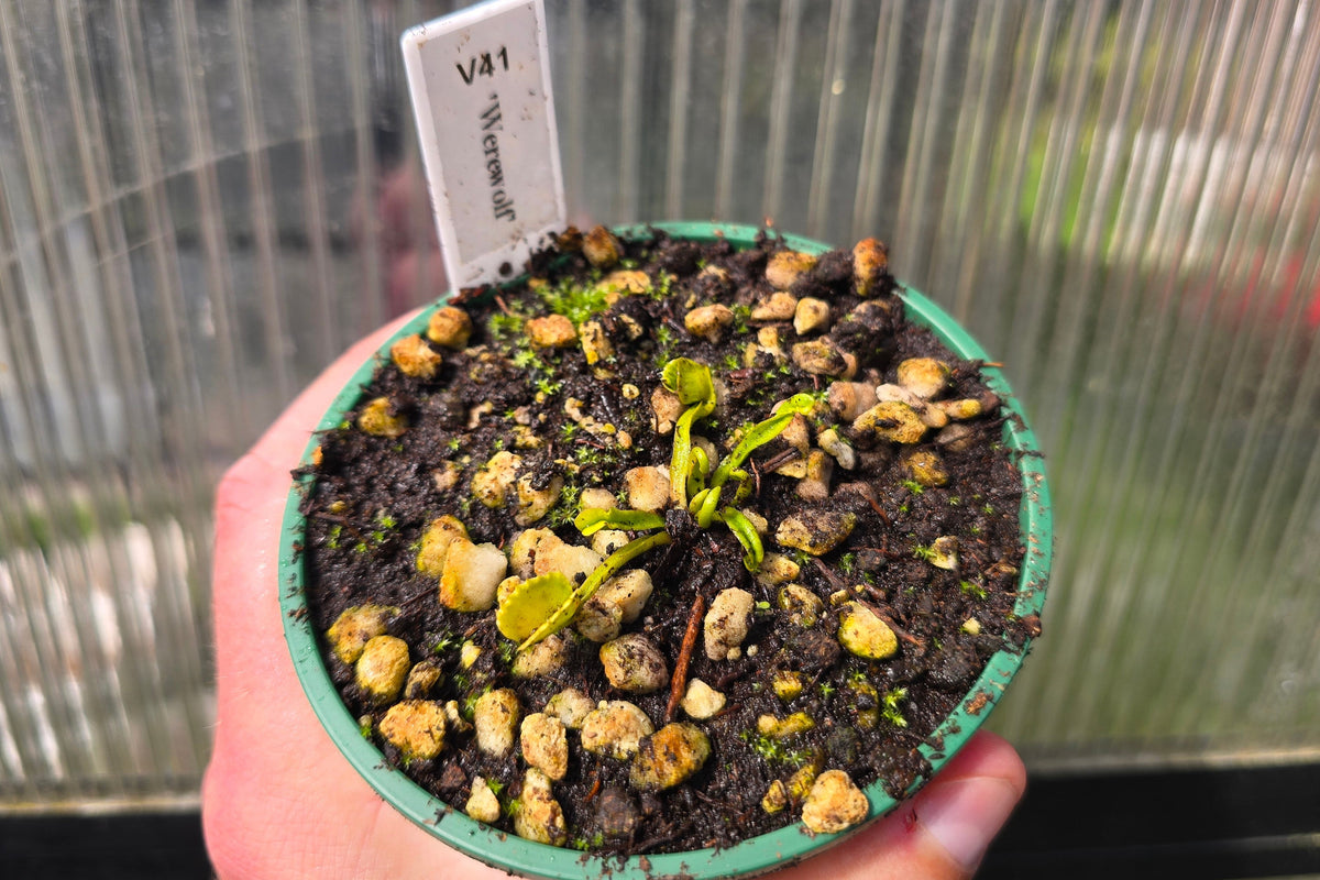 Dionaea muscipula 'Werewolf' - Venus Fly Trap