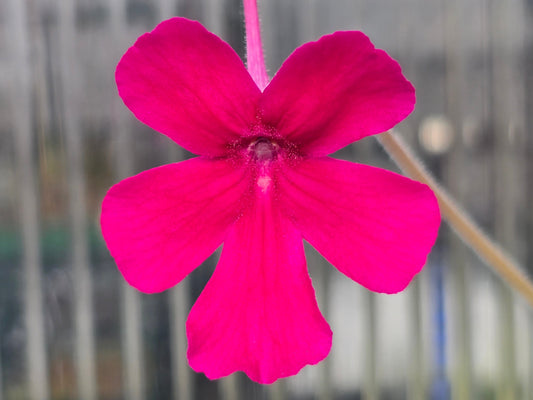 Pinguicula 'Cherry Blossom' - Mexican Butterwort