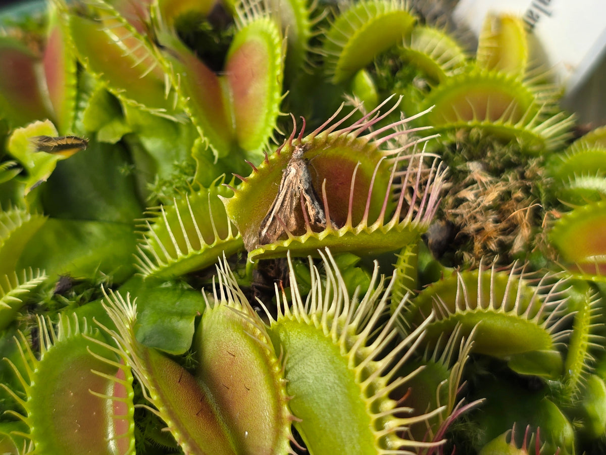 Dionaea muscipula 'Phalanx’ - Venus Fly Trap