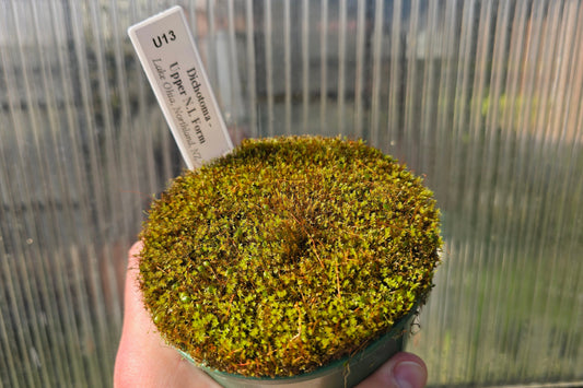 Utricularia dichotoma - Upper N.I. Form (Lake Ohia, Northland, NZ) - Terrestrial Bladderwort