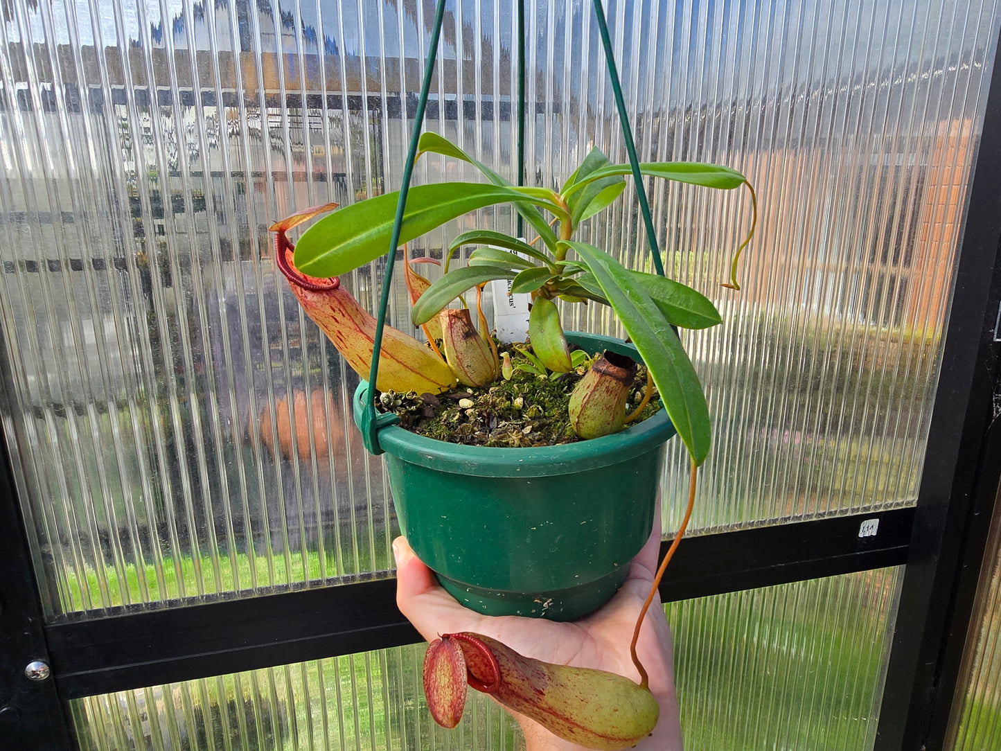 Nepenthes 'St Pacificus' - Intermediate Tropical Pitcher Plant