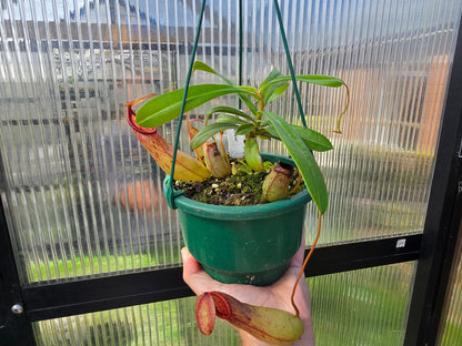 Nepenthes 'St Pacificus' - Intermediate Tropical Pitcher Plant