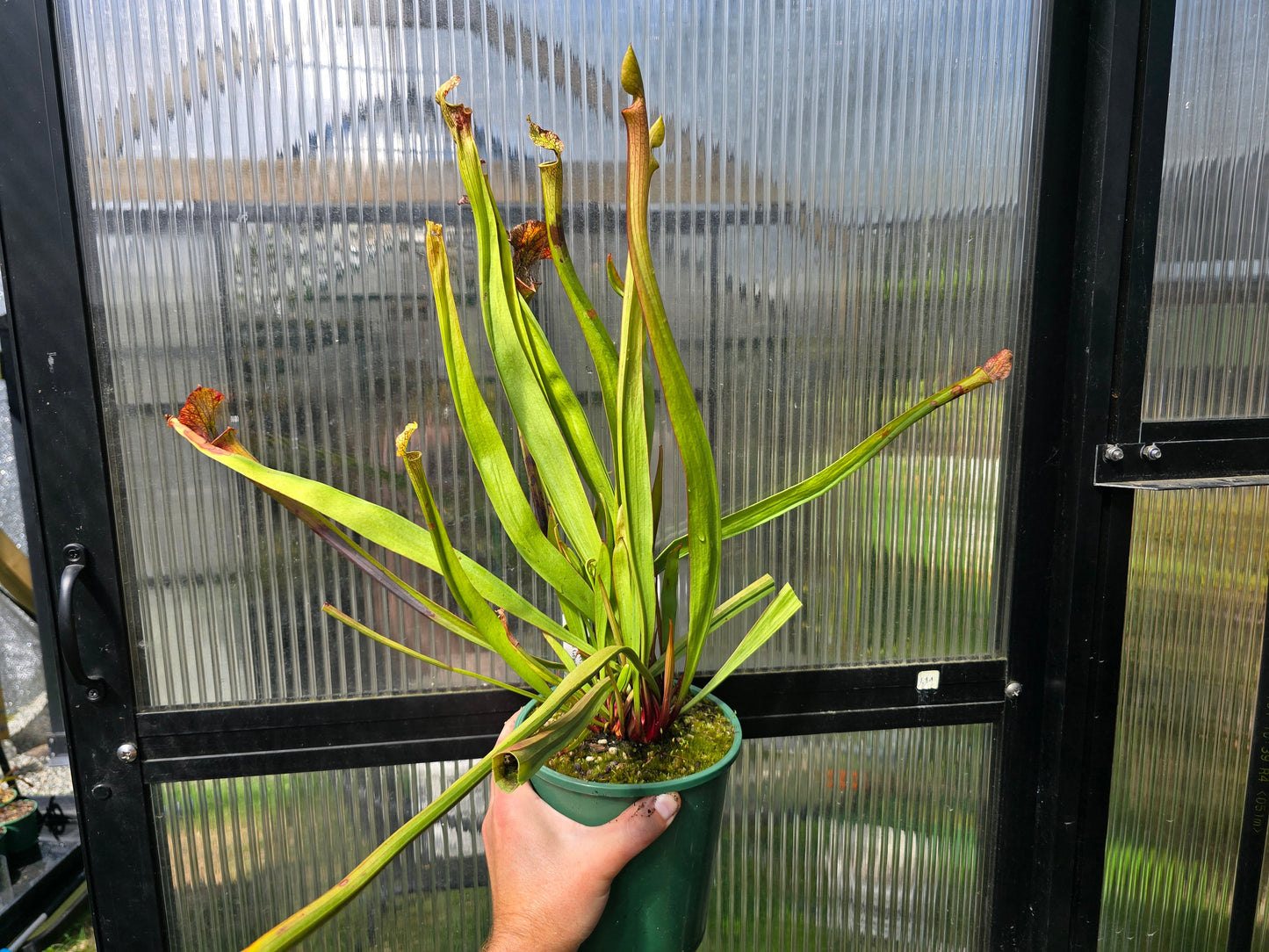Sarracenia 'Moorei' - cv. 'Ngaire Gray' - Moore's American Pitcher Plant