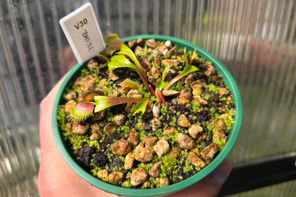 Dionaea muscipula 'DC XL’ - Venus Fly Trap