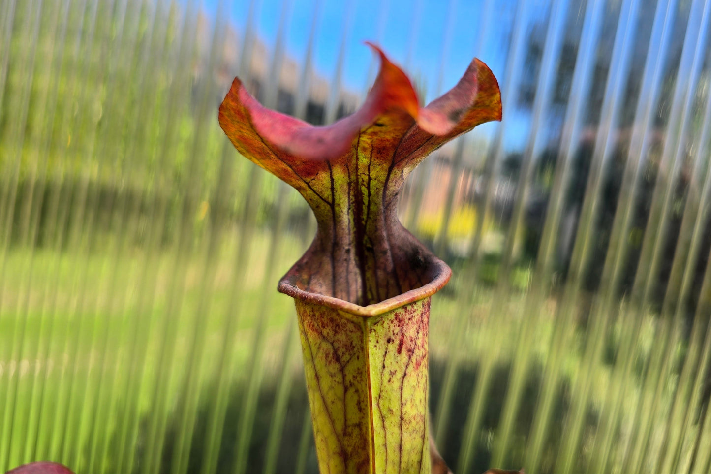 SEED - Sarracenia oreophila var. oreophila - Giant Form, Red Under Lid In Autumn - Green Pitcher Plant - 10+ Per Packet