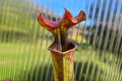 SEED - Sarracenia oreophila var. oreophila - Giant Form, Red Under Lid In Autumn - Green Pitcher Plant - 10+ Per Packet