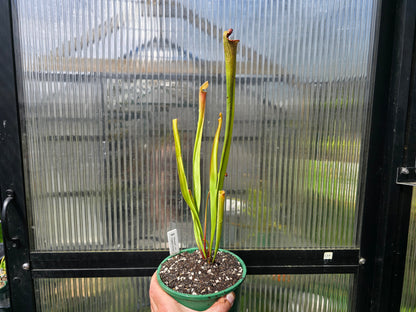 Sarracenia 'Moorei' - cv. 'Ngaire Gray' - Moore's American Pitcher Plant