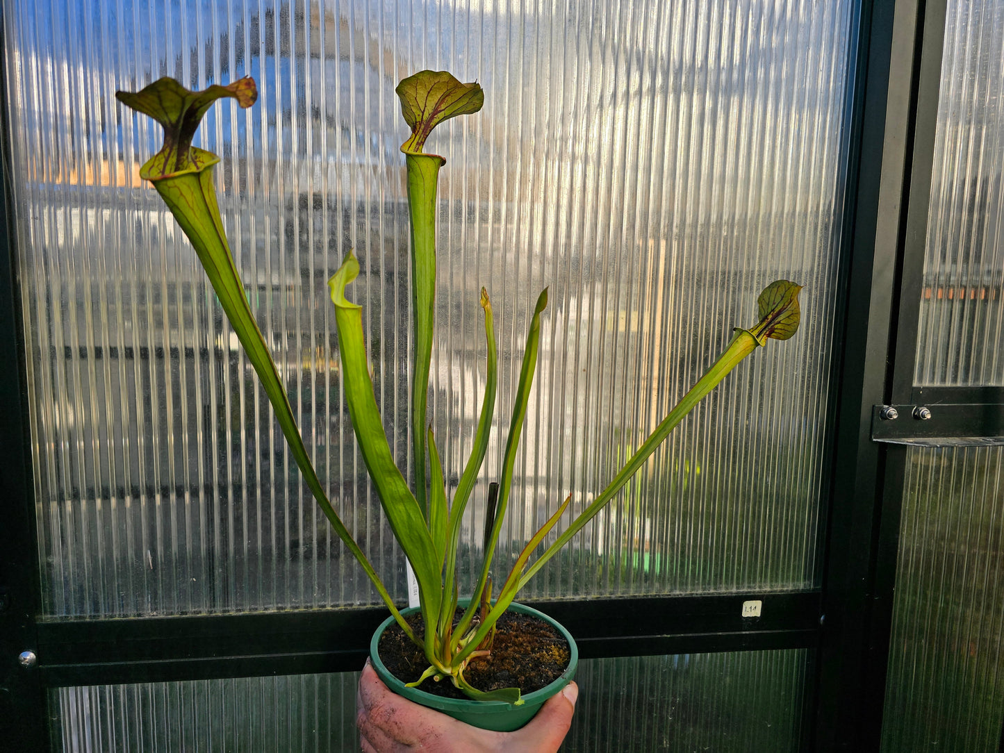 Sarracenia flava var. atropurpurea - cv. 'Waccamaw' F2 (Green Swamp, North Carolina, USA) - American Pitcher Plant