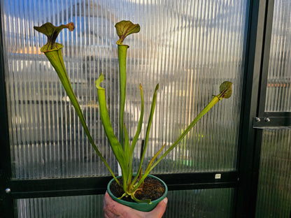 Sarracenia flava var. atropurpurea - cv. 'Waccamaw' F2 (Green Swamp, North Carolina, USA) - American Pitcher Plant
