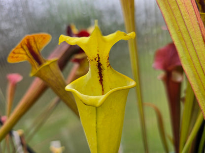 Sarracenia (Alata - Red Throat Form x Flava var. Rubricorpora) x Flava var. Rugelii - American Pitcher Plant