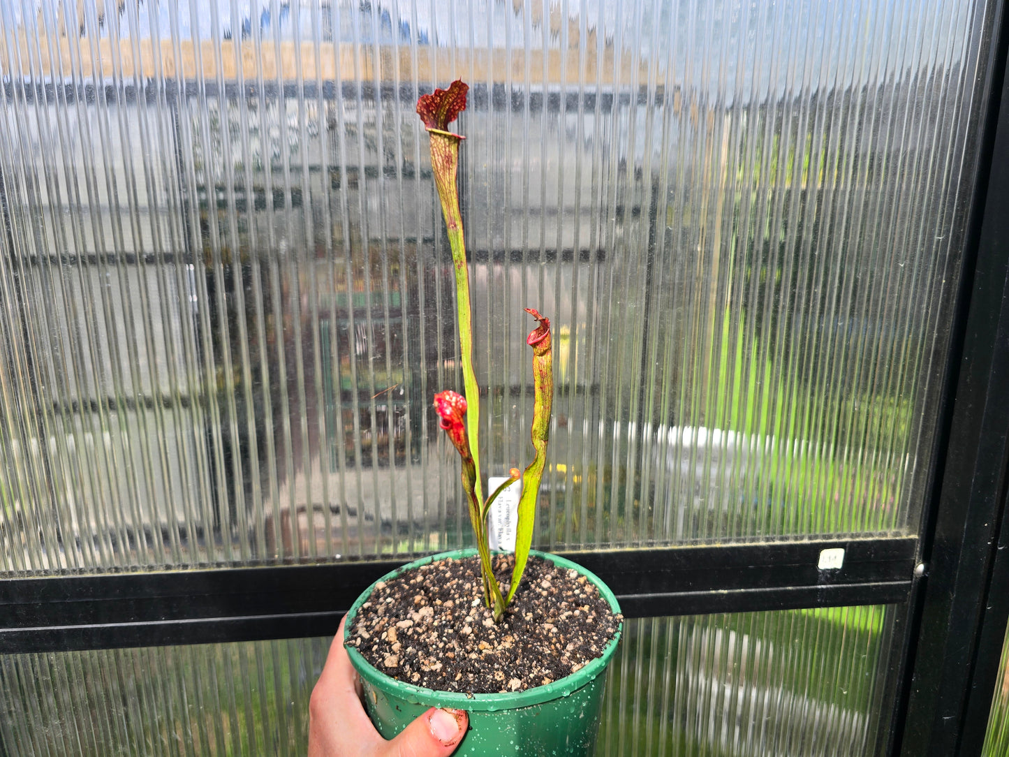Sarracenia leucophylla x flava var. flava - American Pitcher Plant