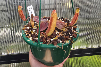 Nepenthes maxima - Intermediate Tropical Pitcher Plant