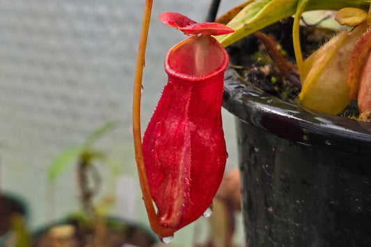 Nepenthes madagascariensis - Intermediate Tropical Pitcher Plant
