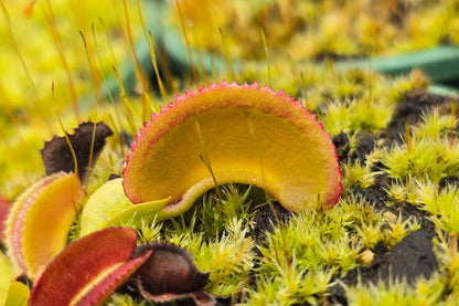 Dionaea muscipula 'Giant Microdent' F1 - Venus Fly Trap