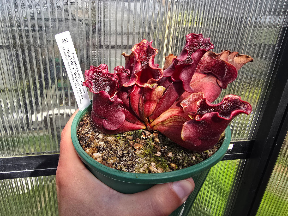 Sarracenia purpurea ssp. Venosa 'Big Fib' x 'Biggest Venosa' (Montgomery County, North Carolina, USA) - Purple Pitcher Plant