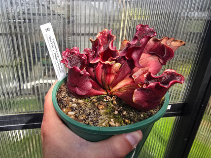 Sarracenia purpurea ssp. Venosa 'Big Fib' x 'Biggest Venosa' (Montgomery County, North Carolina, USA) - Purple Pitcher Plant