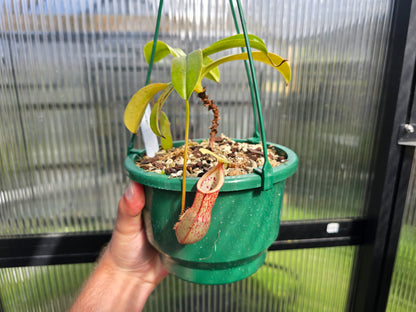 Nepenthes 'Syurga' - Highland Tropical Pitcher Plant