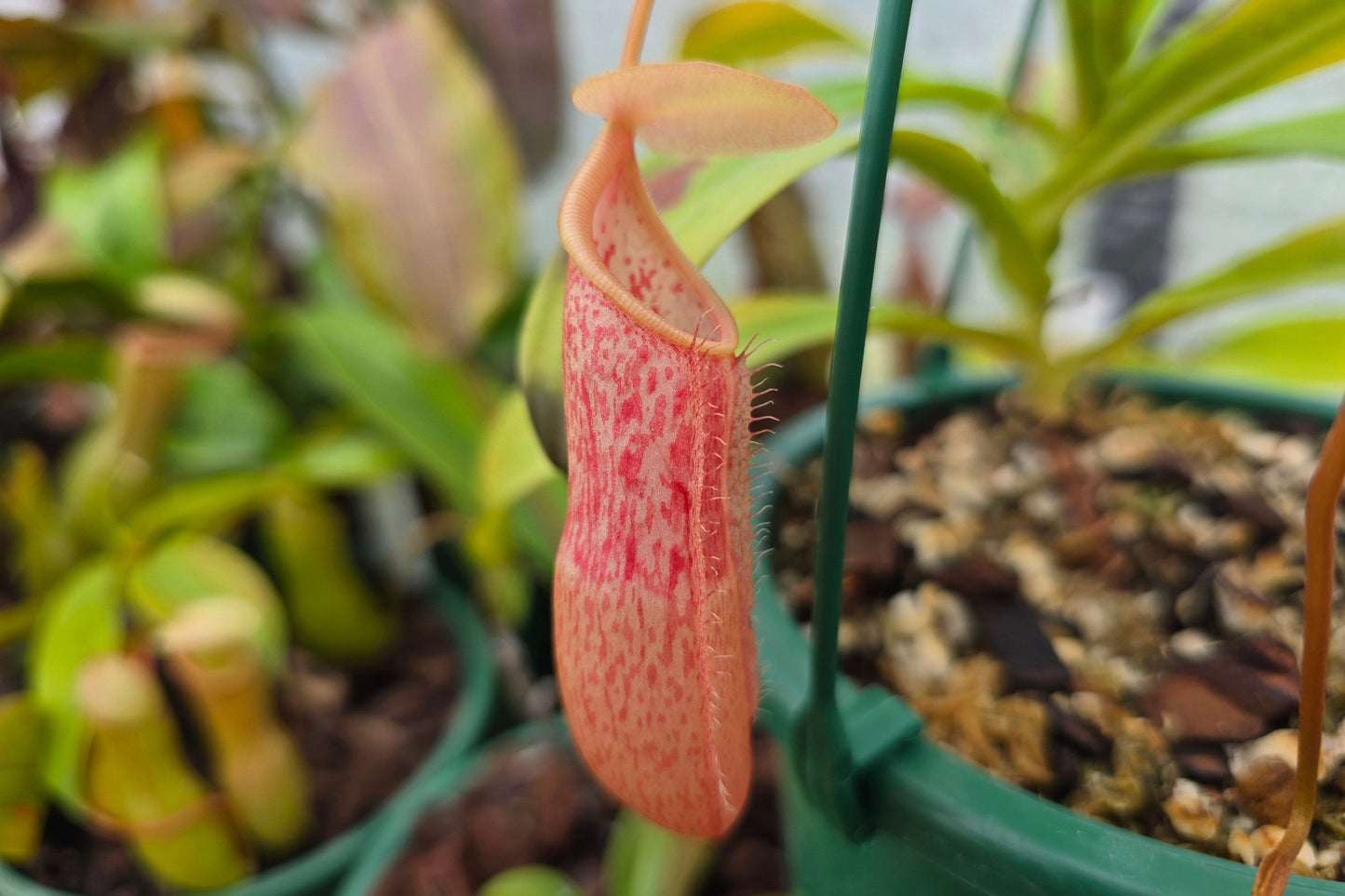 Nepenthes spectabilis x (spathulata x ventricosa) - Highland Tropical Pitcher Plant