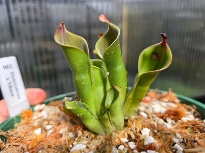 Heliamphora heterodoxa x minor - Sun Pitcher