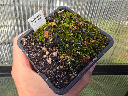 Drosera helodes × pulchella - Pygmy Sundew