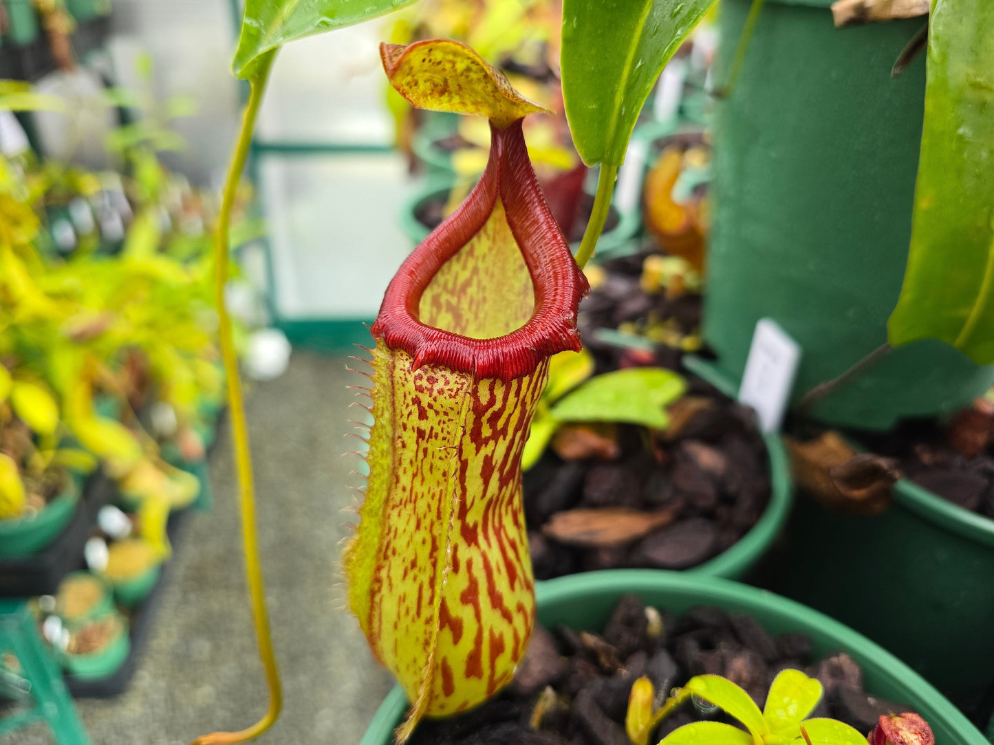Nepenthes maxima x ventricosa - Highland Tropical Pitcher Plant