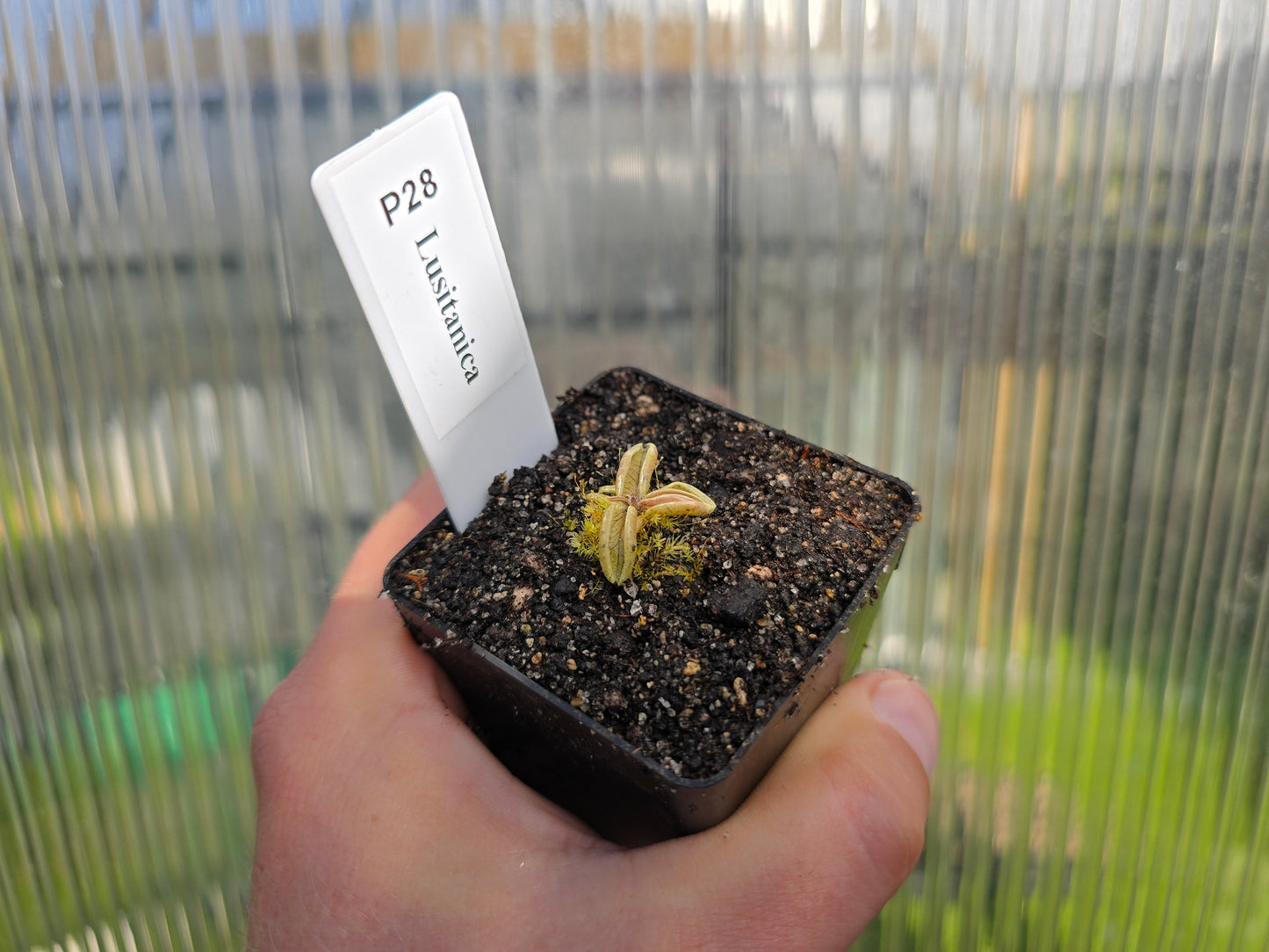 Pinguicula lusitanica - Warm Temperate Pale Butterwort