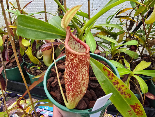 Nepenthes ventricosa x rafflesiana - Highland Tropical Pitcher Plant